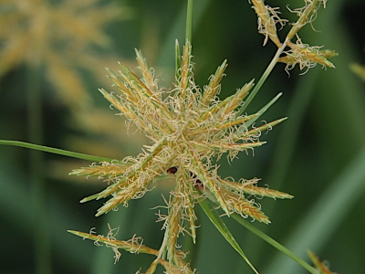 [This plant has 'blooms' which are a multitude of spikes (15-20) which have hair-like twisties around all the spikes. While the stems are green, the spikes are golden with the white hairs.]
